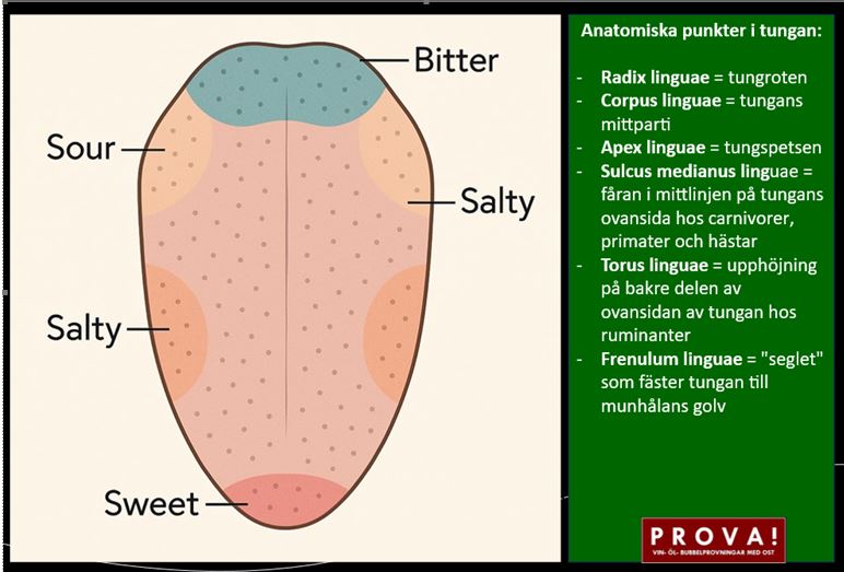 Känner du din tunga väl ?
